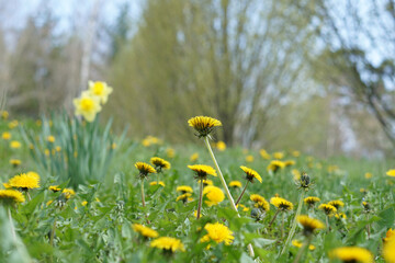 Yellow spring flower in a natural field