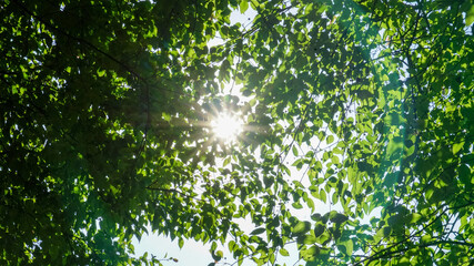 sun rays through the window