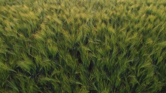 Beautiful green ears of barley sparkle in the bright evening sun, windless weather on the farm.