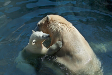 Female polar bear playing with her little cub. and they are embracing in the water.