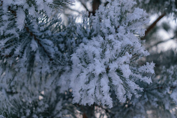 Snow on pine branches in winter. Long needles are covered with ice crystals. Concept of  New Year holiday, Christmas.