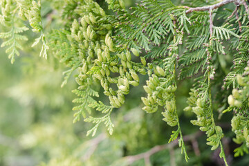 thuja branch, conifer tree, thuja