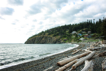 pine trees on the shore of the sea