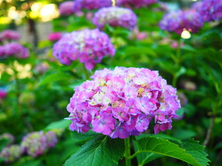 紫陽花