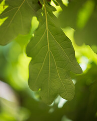 Green oak leaf