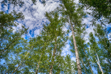 Birch grove with blue sky and soft clouds in hd quality
