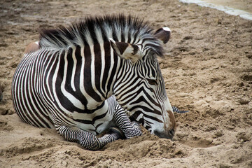 Obraz na płótnie Canvas Zebra im Sand
