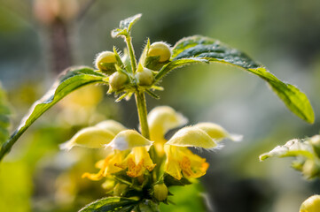 Golden Dead Nettle flowers and leaves - Lamiastrum galeobdolon