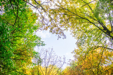 Obraz premium Autumn foliage of trees in the forest during the day. Natural beauty