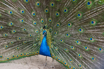 Fototapeta premium male peacocok bird