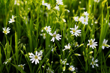 Nature floral background. Stellate white flowers. Forest plant stellate flowers in spring with small white flowers. White flowers on green grass.