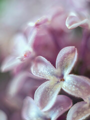 Macro beautiful lilac flowers. Macro flowers on a vintage Helios lens. Can be used for greeting card.