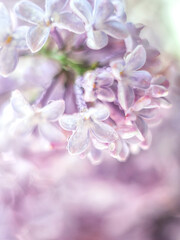 Macro beautiful lilac flowers. Macro flowers on a vintage Helios lens. Can be used for greeting card.