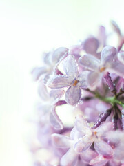 Naklejka na ściany i meble Macro beautiful lilac flowers. Macro flowers on a vintage Helios lens. Can be used for greeting card.