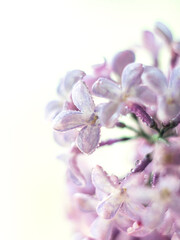 Macro beautiful lilac flowers. Macro flowers on a vintage Helios lens. Can be used for greeting card.