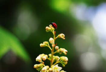 Macro nature. Colorful shield bug on the top of green leaf. Red insect close-up. Red beetle ladybug. macro view, shallow depth of field.