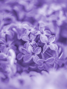 Macro beautiful lilac flowers. Macro flowers on a vintage Helios lens. Can be used for greeting card. © Gulsina