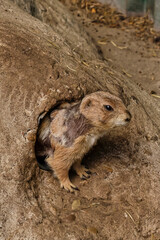 Black tailed prairie dog in closeup, adorable and popular pet, tropical rodent from America