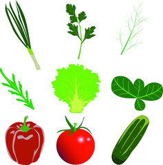 flat vegetables set designs, onion, parsley, tomato, cucumber, salad, dill leaf collection