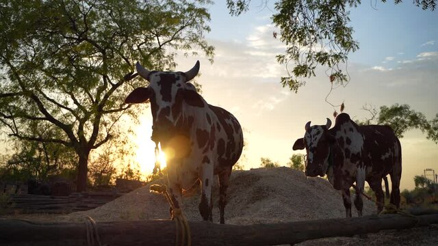 ox in agriculture field, indian rural life
