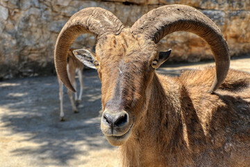 Portrait of a male mouflon