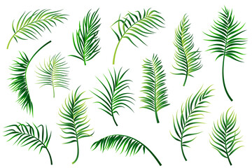 Fototapeta na wymiar Palm leaves set isolated on white background. Vector illustration