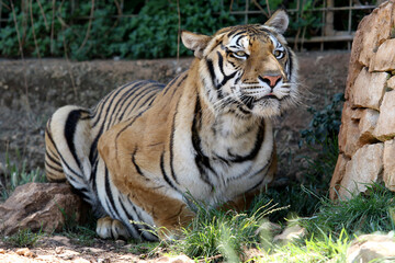 Fototapeta premium Portrait of a tiger in a zoo