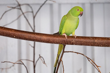 Green parakeet, red beak, sits on a branch. Selective focus