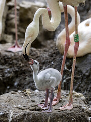 The Flamingos, Phoenicopterus roseus, feeds liquid food into the chick's beak