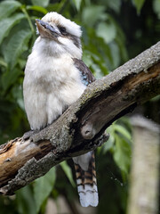  Laughing kookaburra, Dacelo novaeguineae, sitting on a trunk and looking into the distance