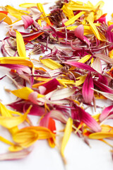 Fototapeta premium multicolored faded gerbera petals on a white background