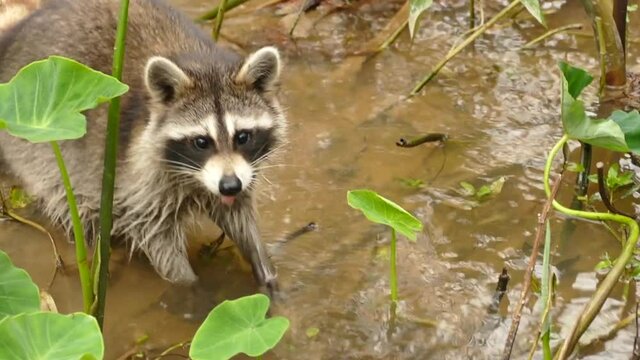 raccoon walking in swampy water.  