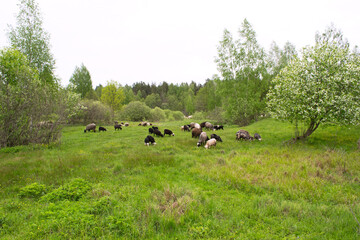 Farm animals grazing cows and sheep in a spring field