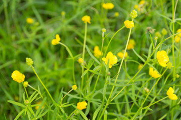 blooming flower in spring, buttercup, crowfoot, ranunculus