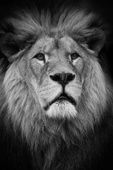 Black and white portrait lion