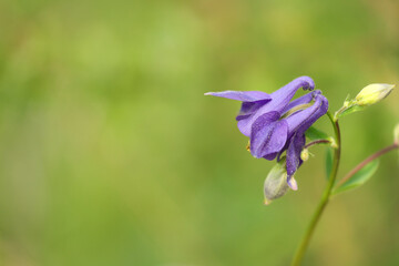 Postcard with purple flower, lilie © denisapro