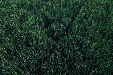 Green wheat field, high angle view aerial photography