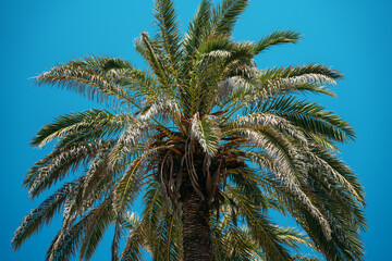 Fototapeta na wymiar Palm tree on blue sky