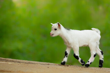 White baby goat in nature