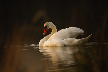 White swan on lake in the evening