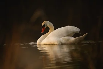 Gordijnen White swan on lake in the evening © denisapro