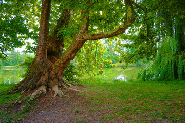old tree in the park