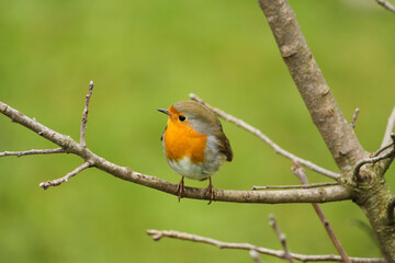 Robin (Erithacus rubecula)