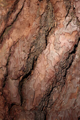 Closeup of texture structure background of a tree bark