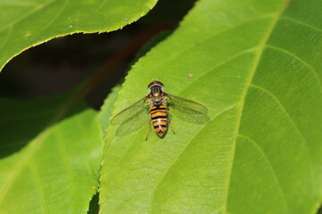 Schwebfliege beim sonnen