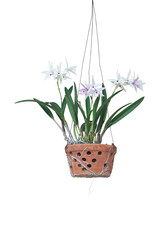 Beautiful purple and white orchid flower bloom on the tree in hanging pots isolated on white background included clipping path.