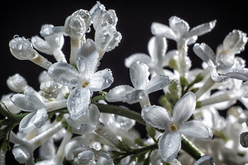 A branch of white lilac in drops of dew on a black background	