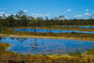 View of a lake in the middle of the Viru Bog, located in Lahemaa National Park, Estonia. Reflection of pine trees in a lake. Selective focus.