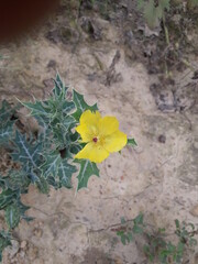 yellow flower on the ground