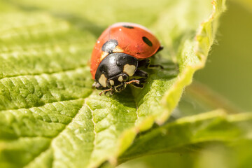 Adult ladybug placed on a raspberry leaf